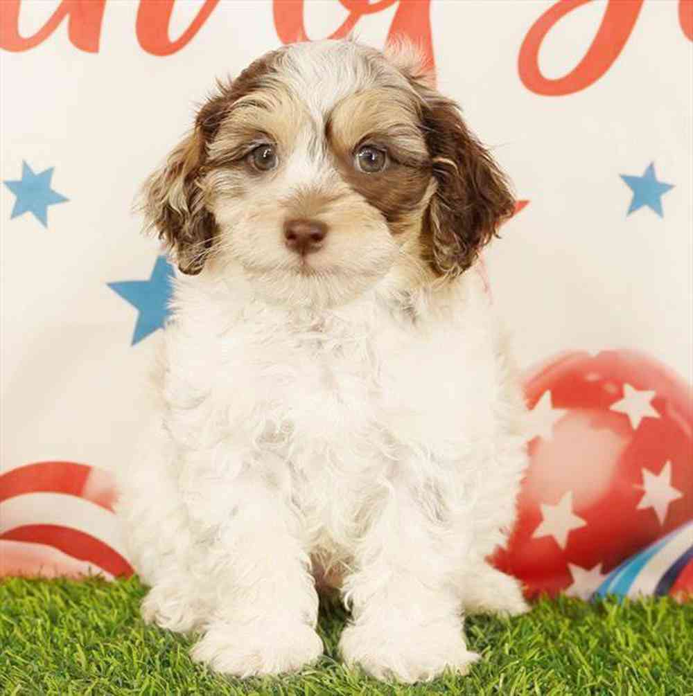 carousel pet images
