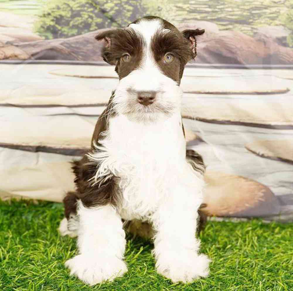 carousel pet images