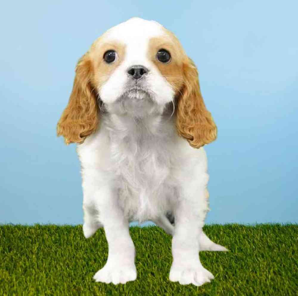 carousel pet images