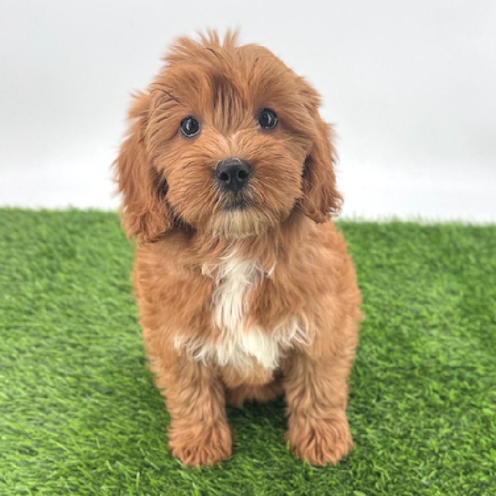 carousel pet images