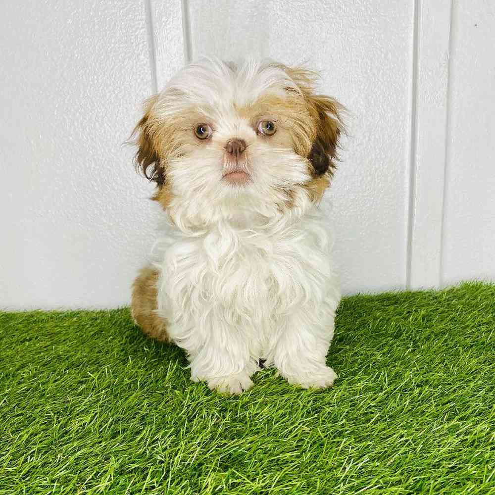 carousel pet images