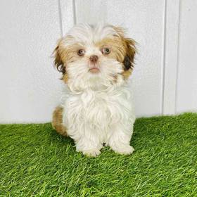 Shih Tzu