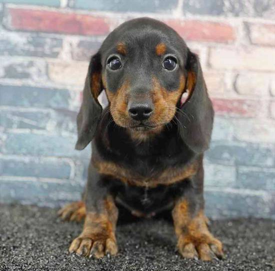 Dachshund