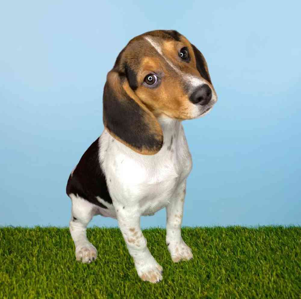 carousel pet images