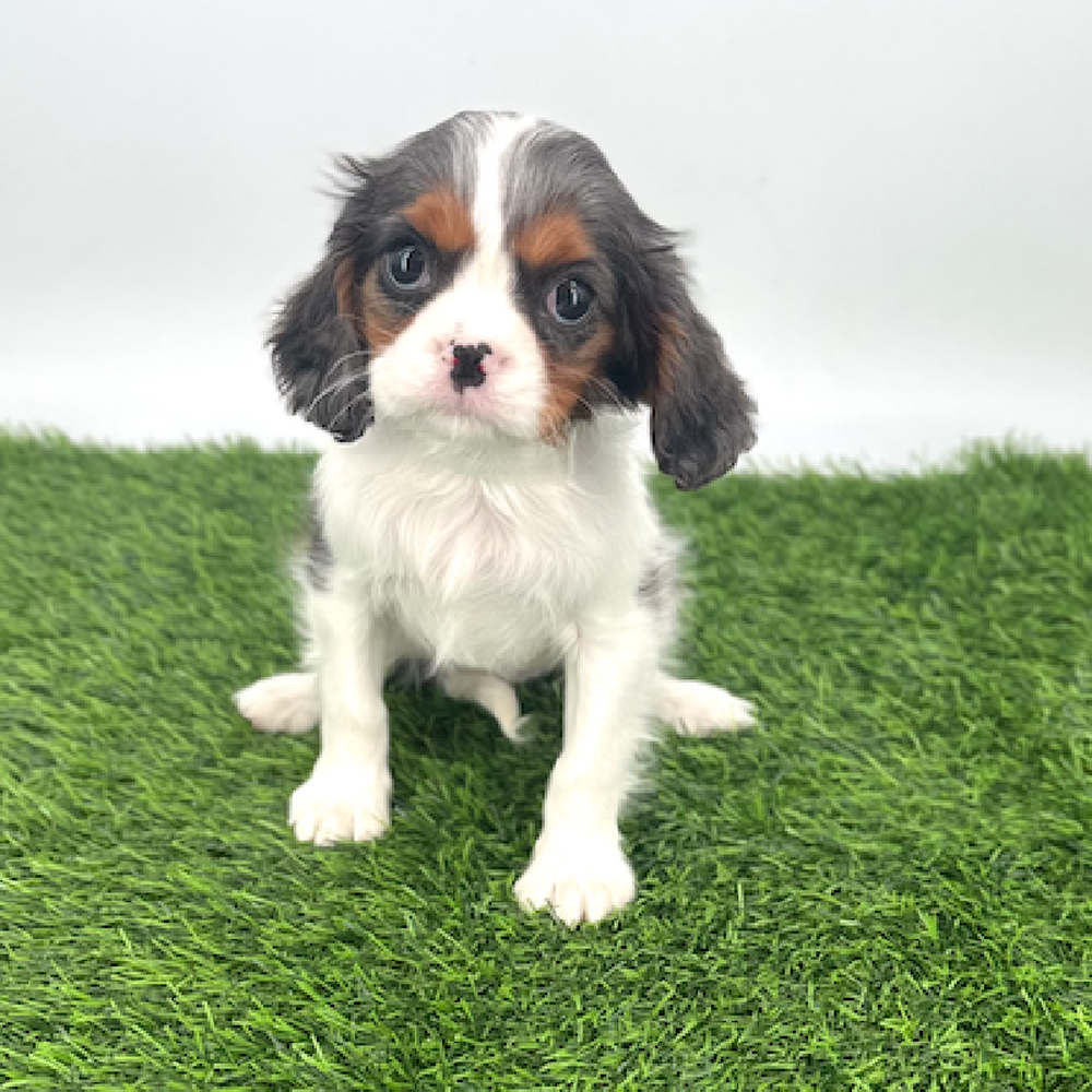 carousel pet images