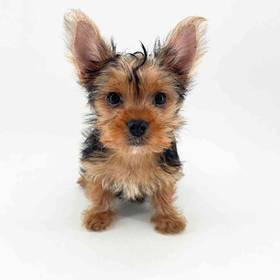 Yorkie