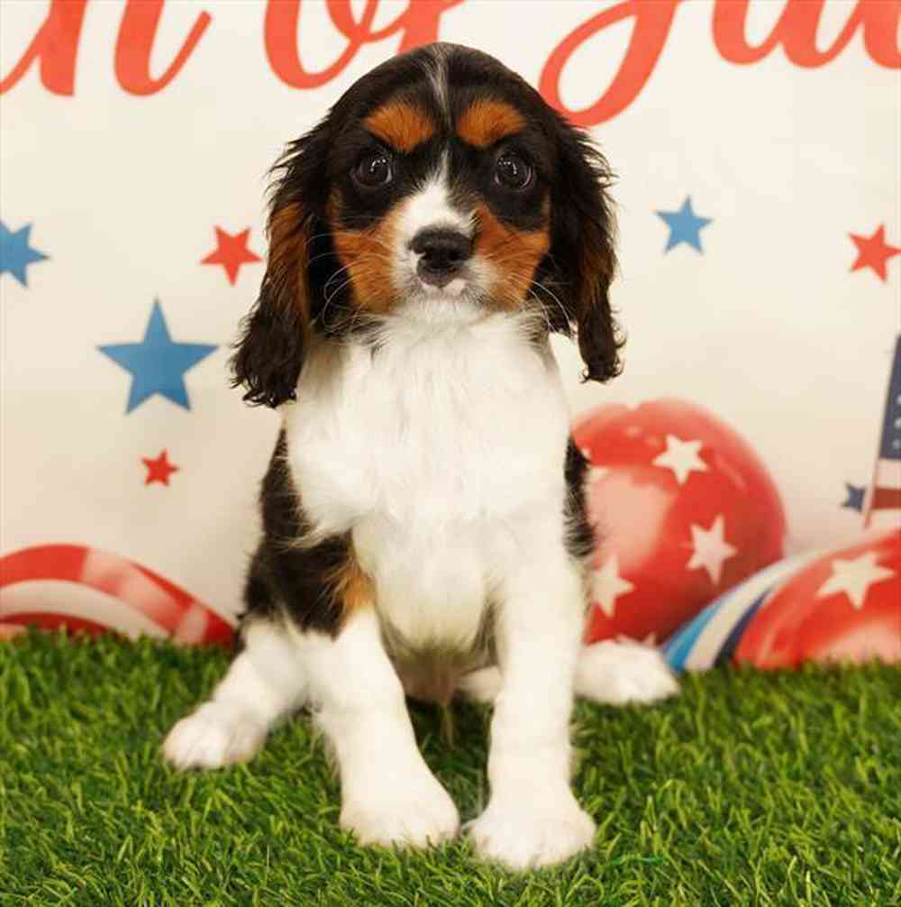 carousel pet images