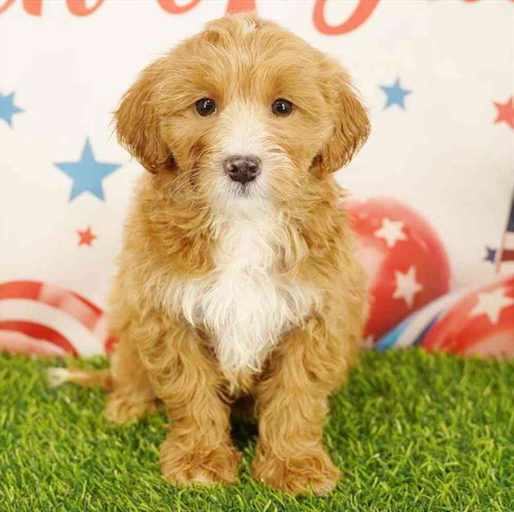 Image of a pet breed in the gallery