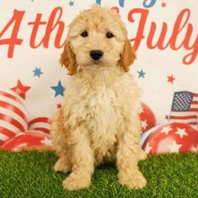 Goldendoodle
