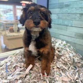 Mini Aussiedoodle