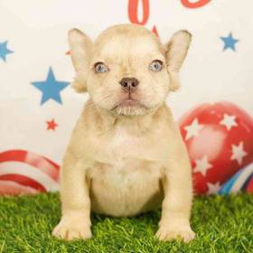 French Bulldog