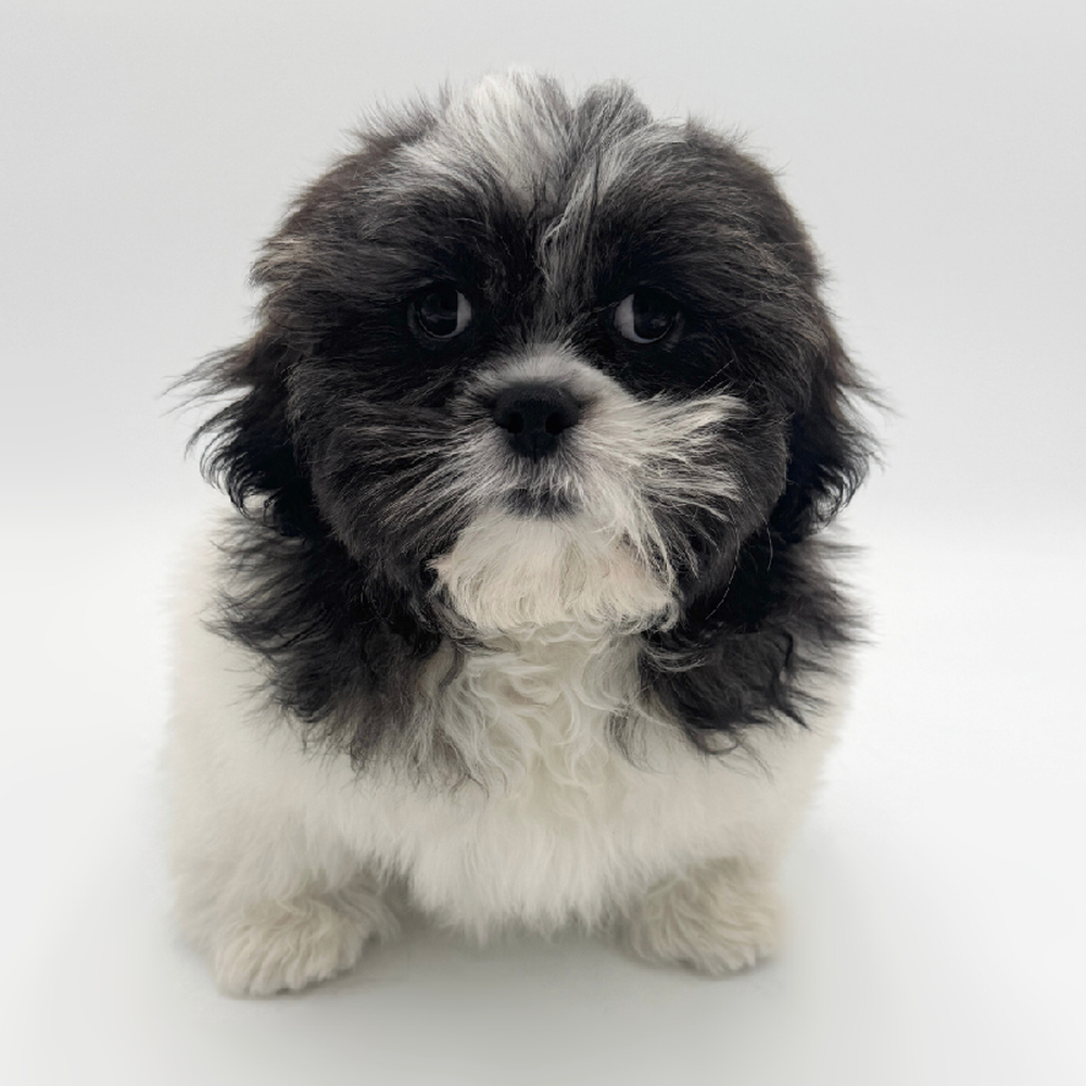 carousel pet images