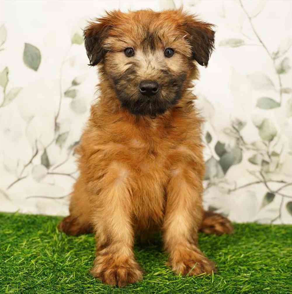 carousel pet images