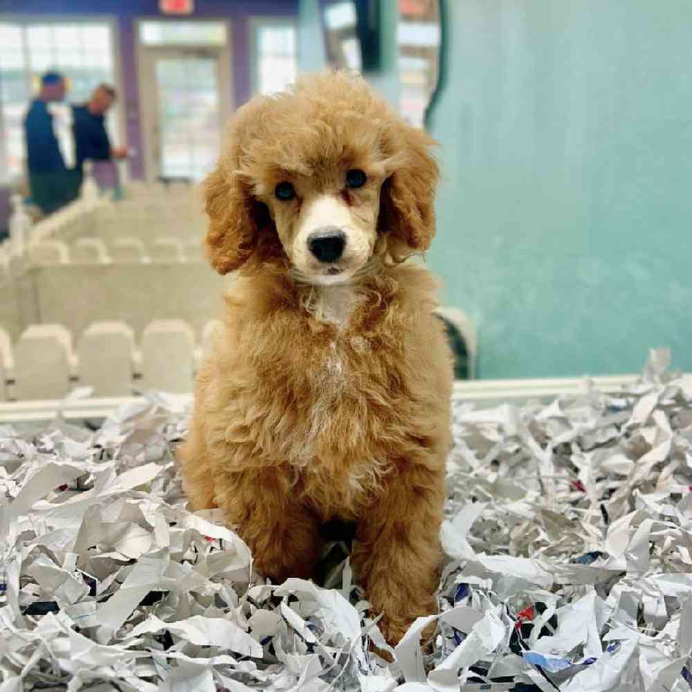 carousel pet images