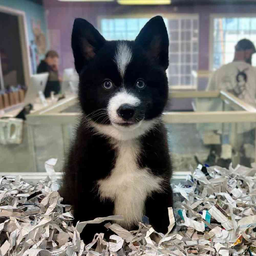 carousel pet images
