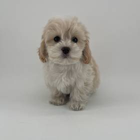 Havanese