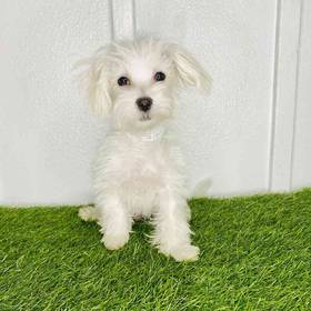 Maltese