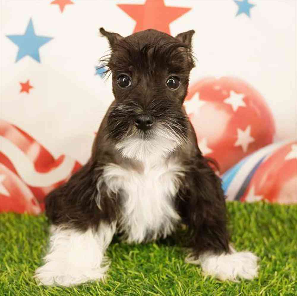 carousel pet images