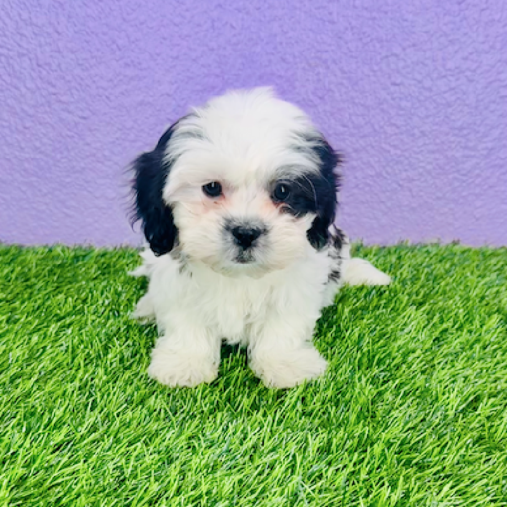carousel pet images