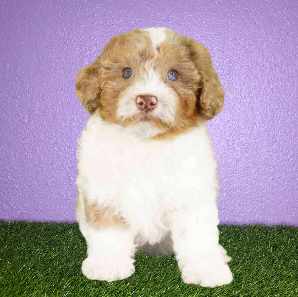 carousel pet images