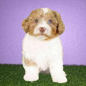 Poodle