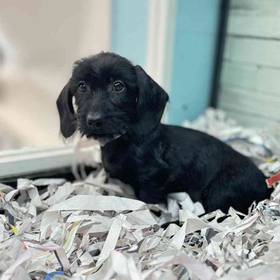 Dachshund