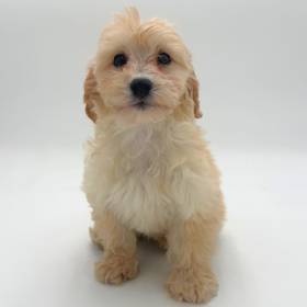 Poodle