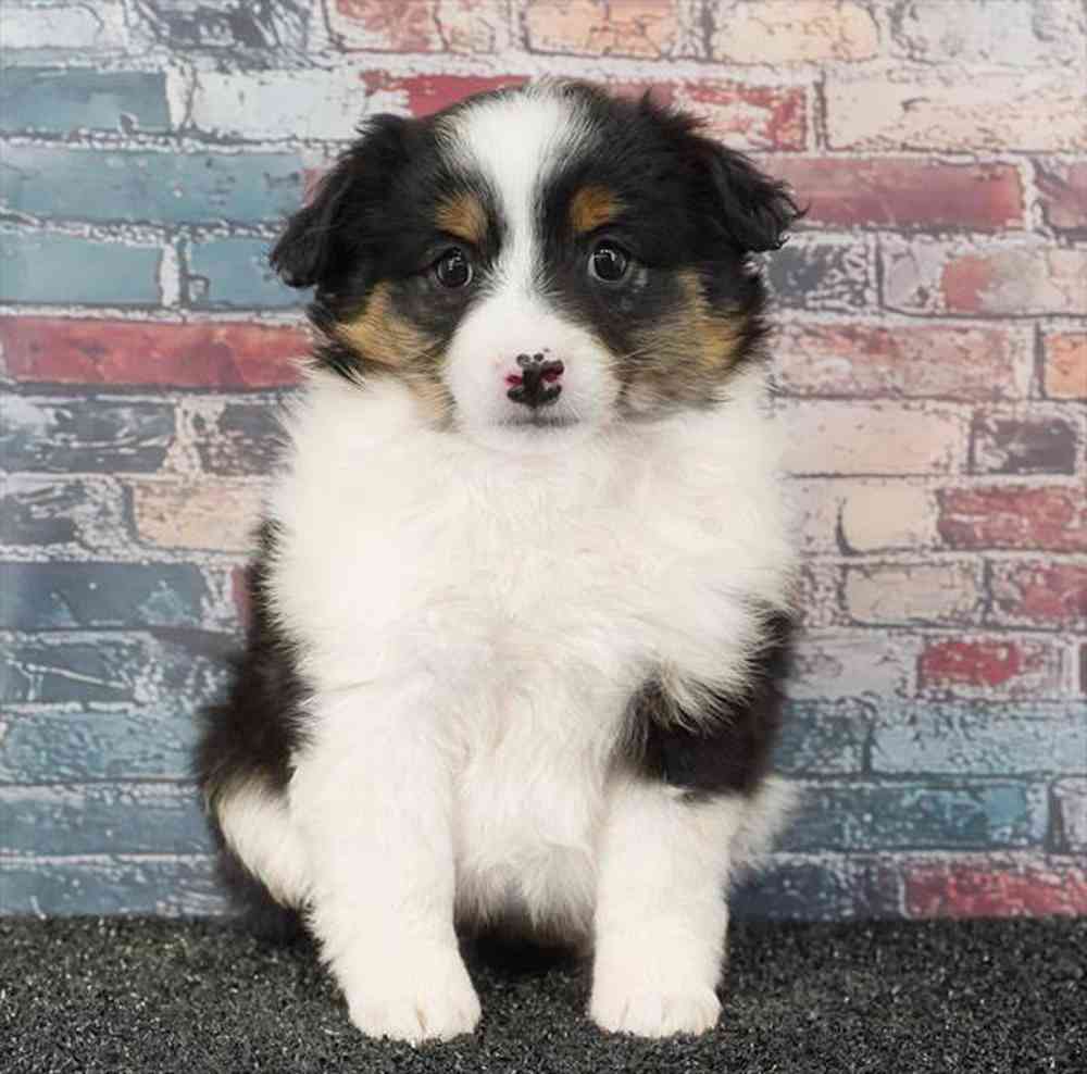 carousel pet images