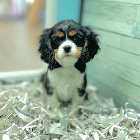 Cavalier King Charles Spaniel