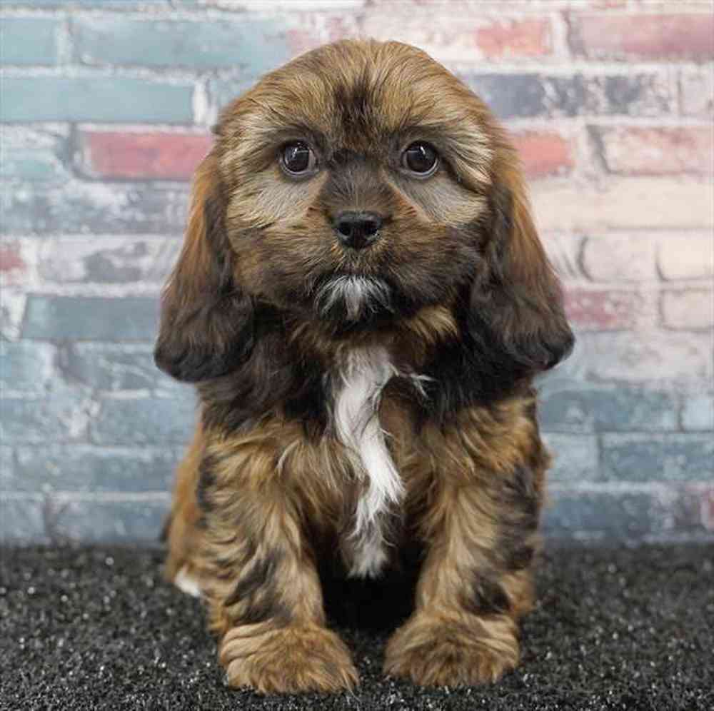 carousel pet images