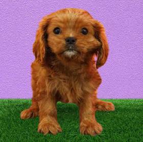 Cavalier King Charles Spaniel
