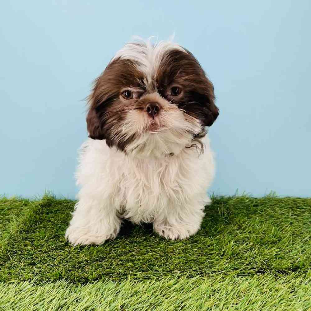 carousel pet images