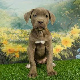 Cane Corso