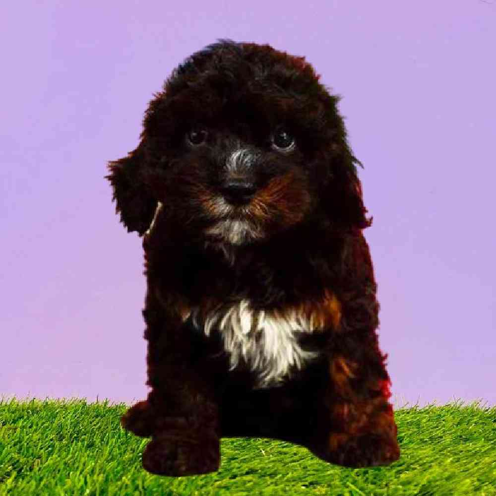 carousel pet images
