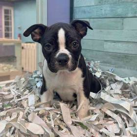 Boston Terrier