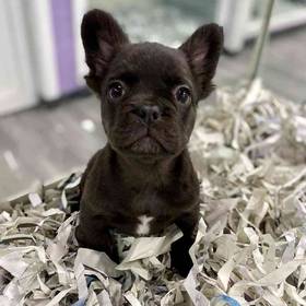 French Bulldog