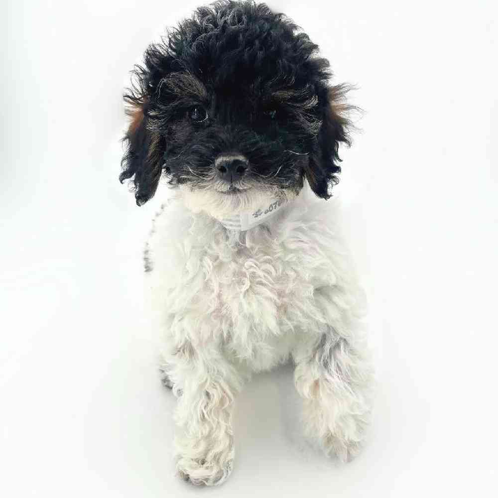 carousel pet images
