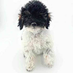 Poodle