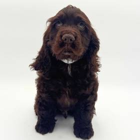 Cocker Spaniel
