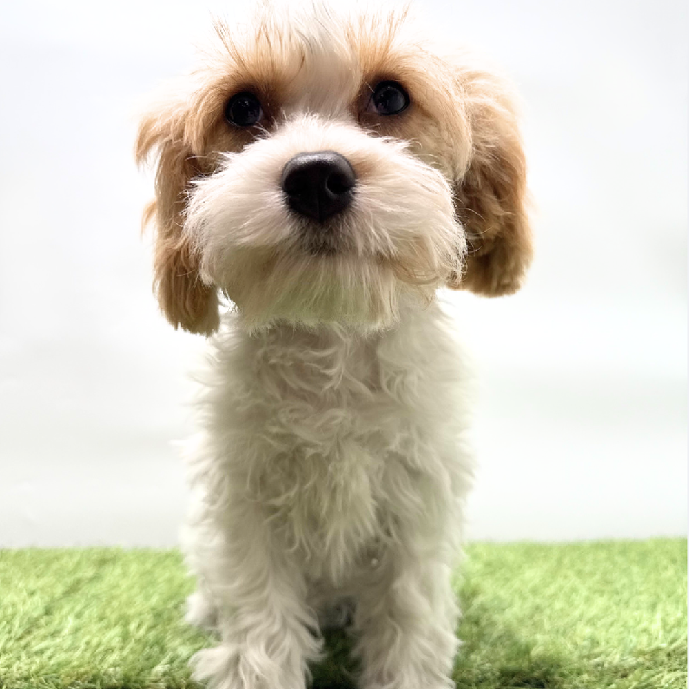 carousel pet images