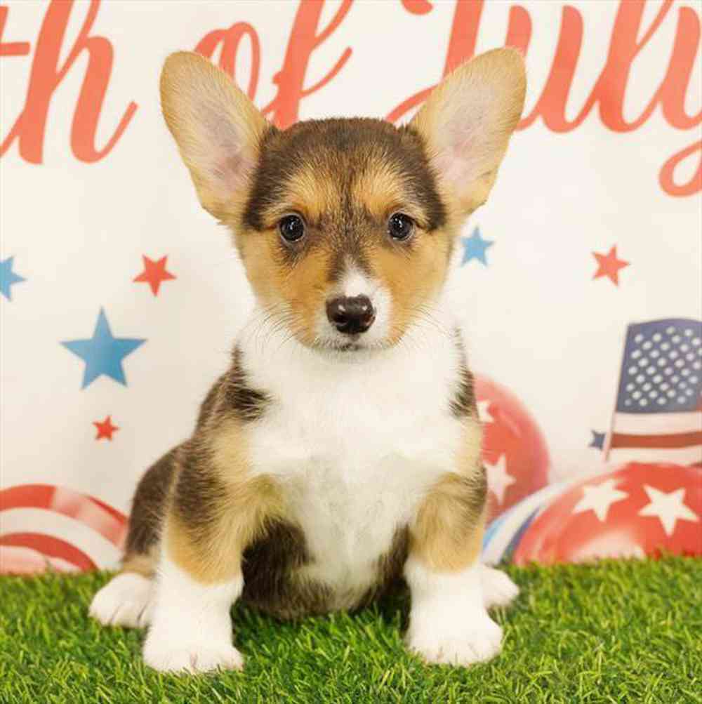 carousel pet images