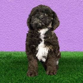 Cockapoo