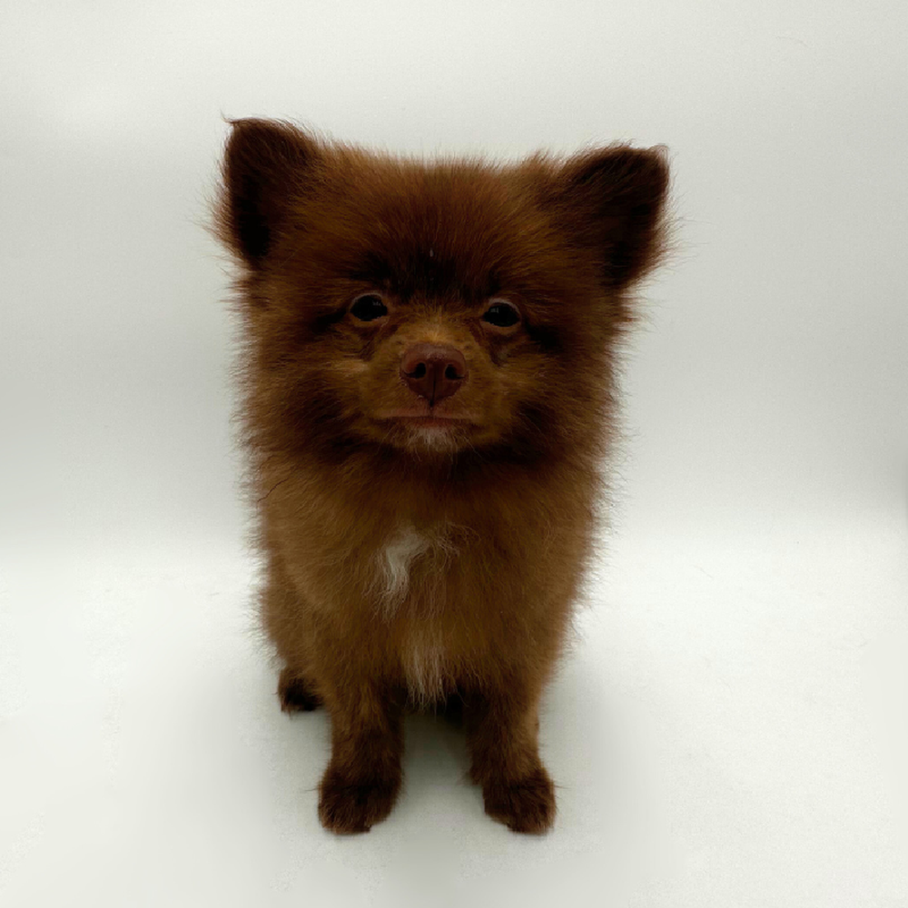 carousel pet images