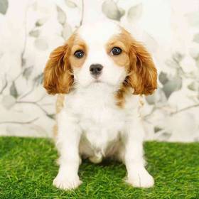 Cavalier King Charles Spaniel