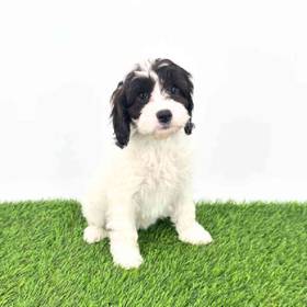 Cavapoo