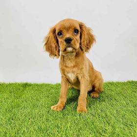 Cavalier King Charles Spaniel