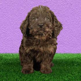 Cavapoo