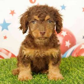 Cockapoo