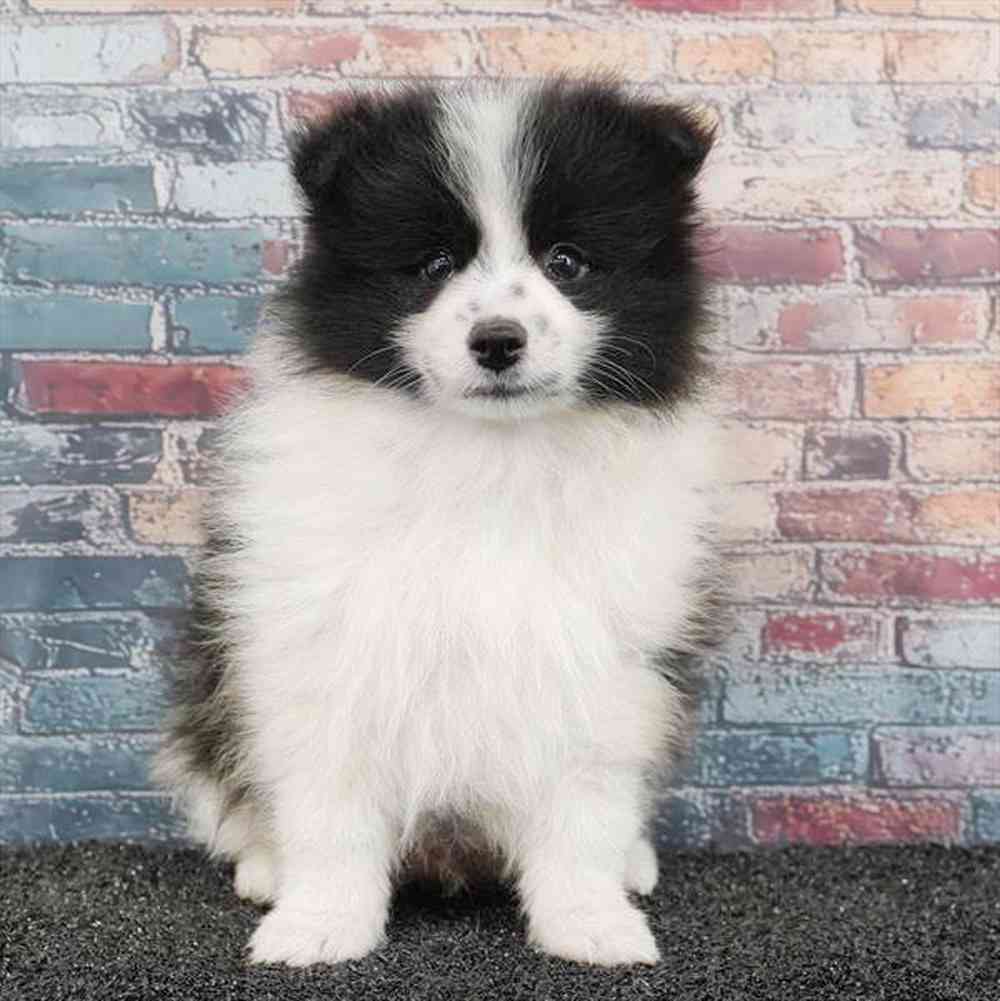 carousel pet images