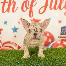 French Bulldog